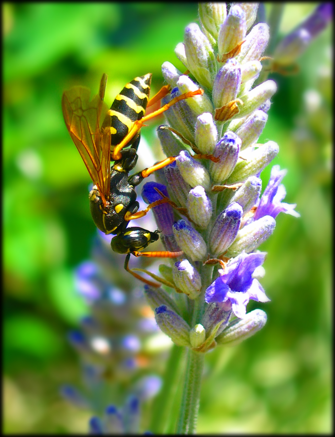 Wallpapers Animals Insects - Bees, Wasps Gupe