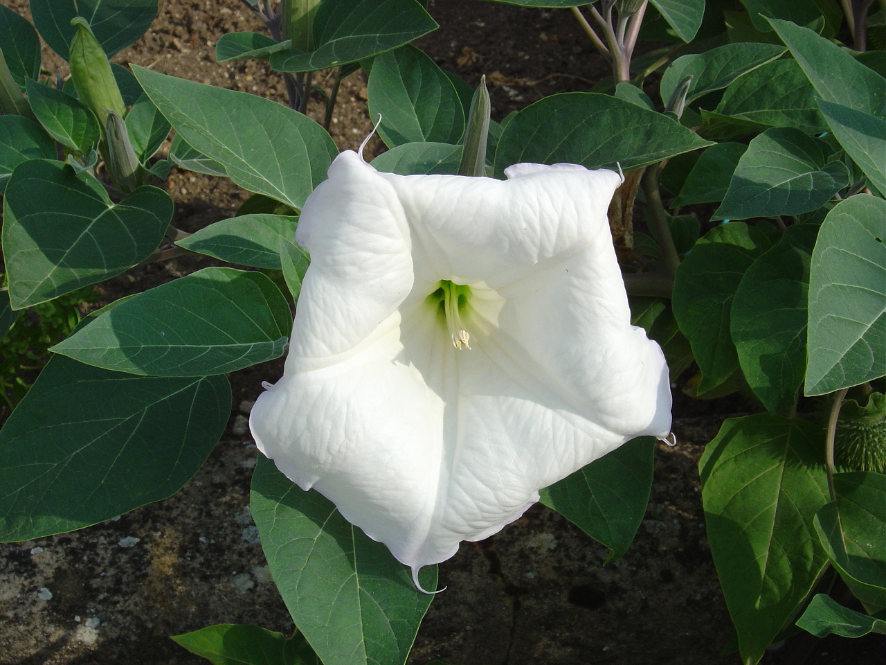 Fonds d'cran Nature Fleurs DATURA