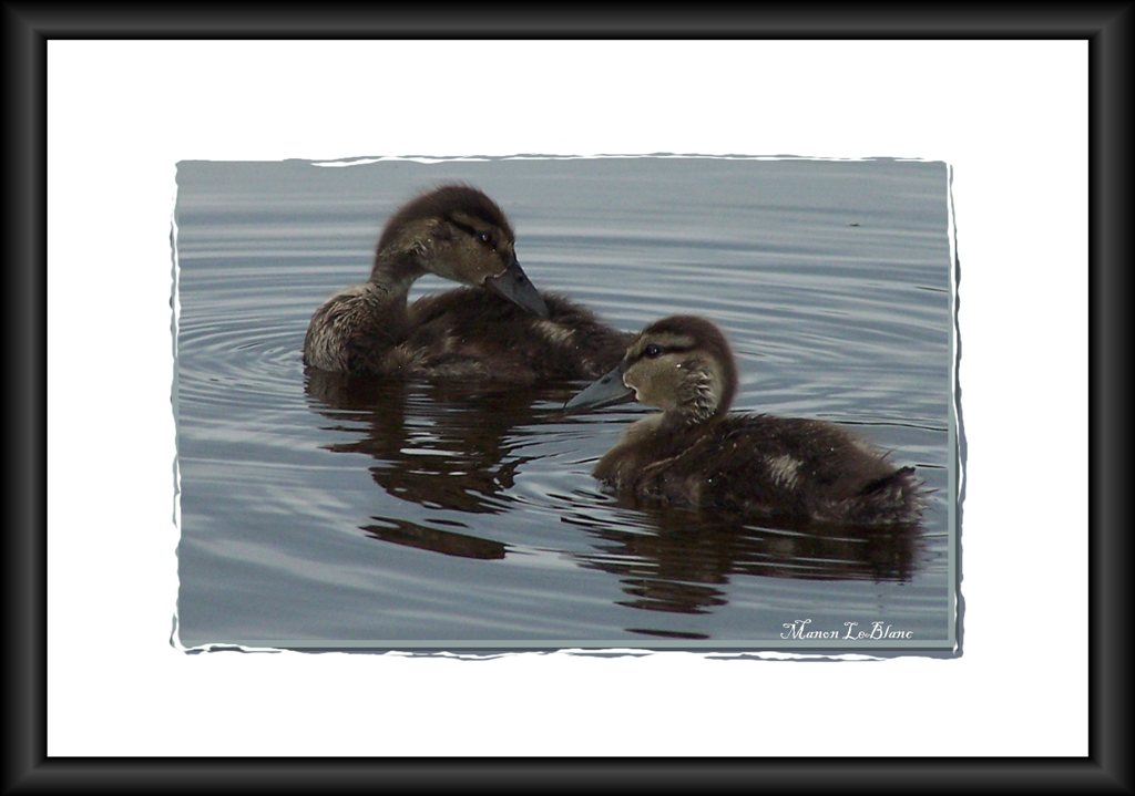 Fonds d'cran Animaux Oiseaux - Canards Bb canard