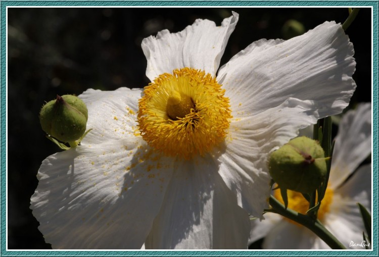 Wallpapers Nature Flowers L'Ile de beaut