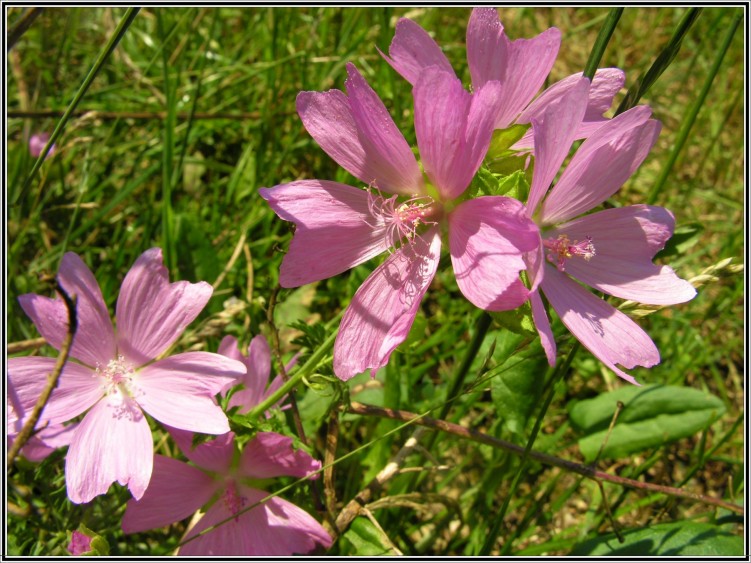 Fonds d'cran Nature Fleurs Fleurs des champs