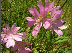 Fonds d'cran Nature Fleurs des champs