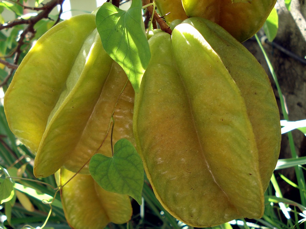 Fonds d'cran Nature Fruits CARAMBOLE