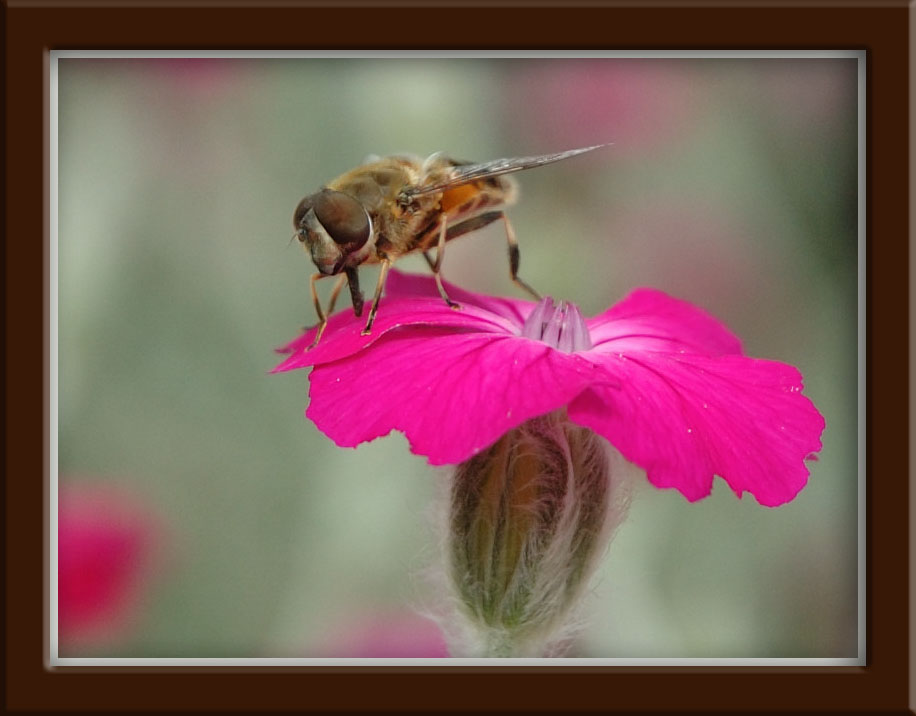 Fonds d'cran Animaux Insectes - Divers Insecte