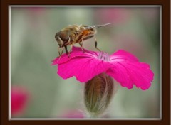 Fonds d'cran Animaux Insecte