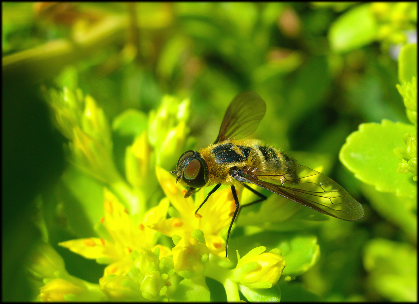 Fonds d'cran Animaux Insectes - Abeilles Gupes ... 