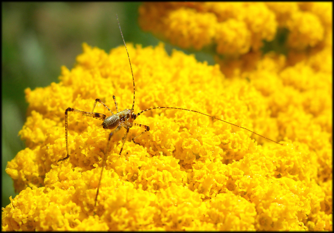 Fonds d'cran Animaux Insectes - Divers 