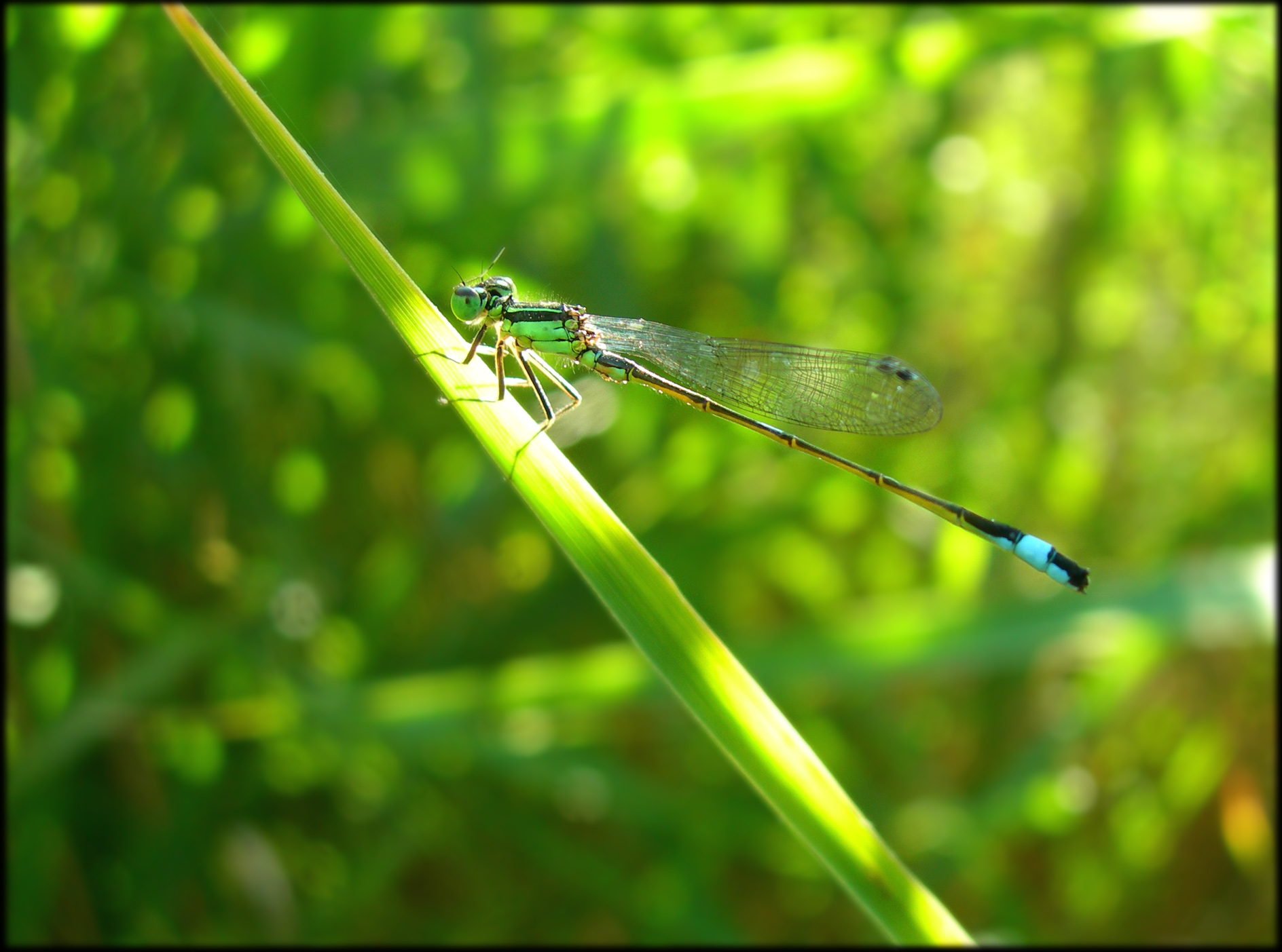 Fonds d'cran Animaux Insectes - Libellules Agrion lgant