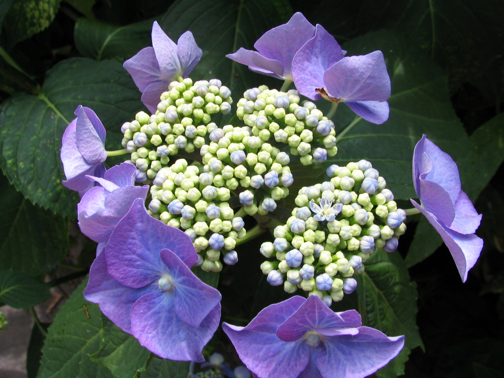 Fonds d'cran Nature Fleurs SAVERNE jardin alpin St VIT