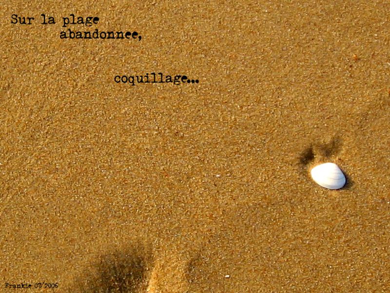 Wallpapers Nature Shells Sur la plage...