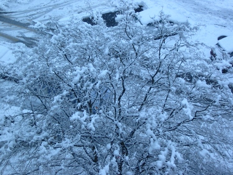 Fonds d'cran Nature Saisons - Hiver Chute de neige