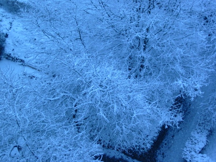 Fonds d'cran Nature Saisons - Hiver L'arbre