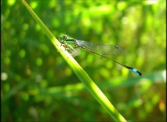 Wallpapers Animals Agrion lgant