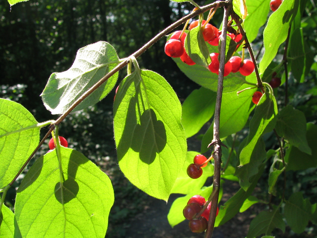 Fonds d'cran Nature Fruits 