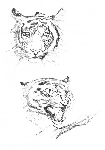 Wallpapers Art - Pencil Animals - Felines Etude de tigres