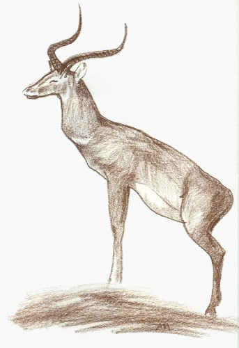 Fonds d'cran Art - Crayon Animaux - Antilopes Impala