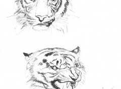 Wallpapers Art - Pencil Etude de tigres