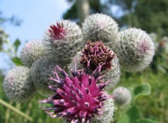 Fonds d'cran Nature FLEURS DES CHAMPS