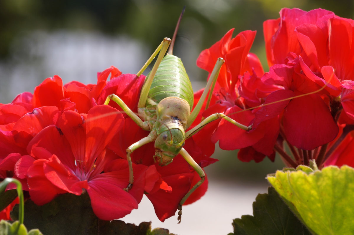 Fonds d'cran Animaux Insectes - Sauterelles et Criquets 