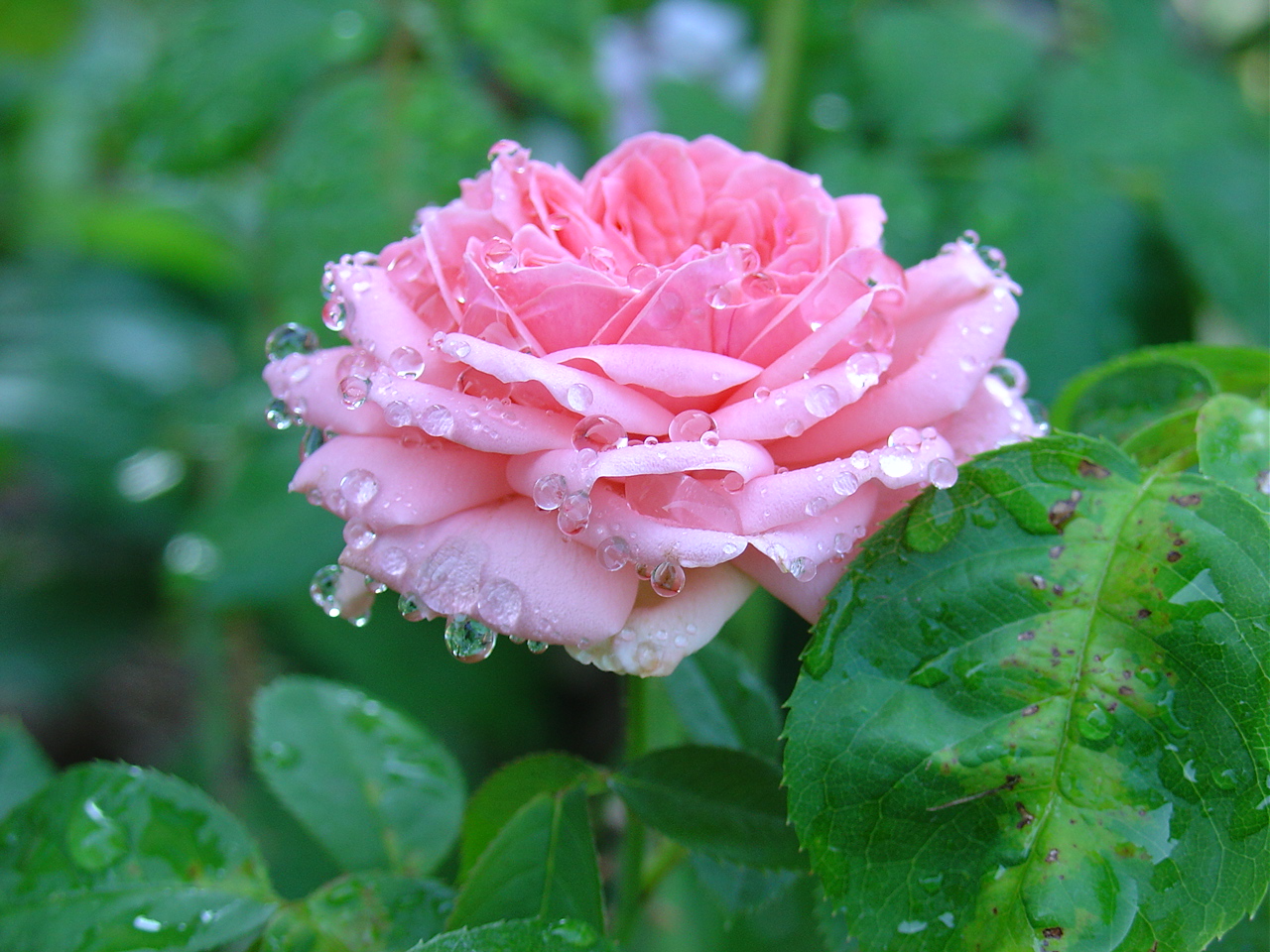 Wallpapers Nature Flowers Rose Kimono