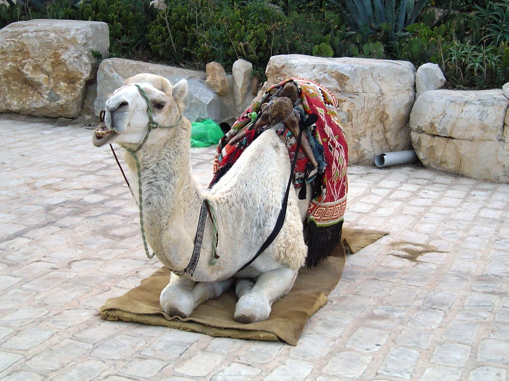 Fonds d'cran Animaux Divers Dromadaire - Hammamet - Tunisie