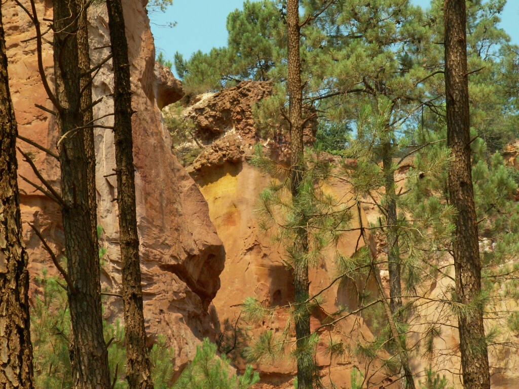 Fonds d'cran Nature Arbres - Forts Pins de Provence