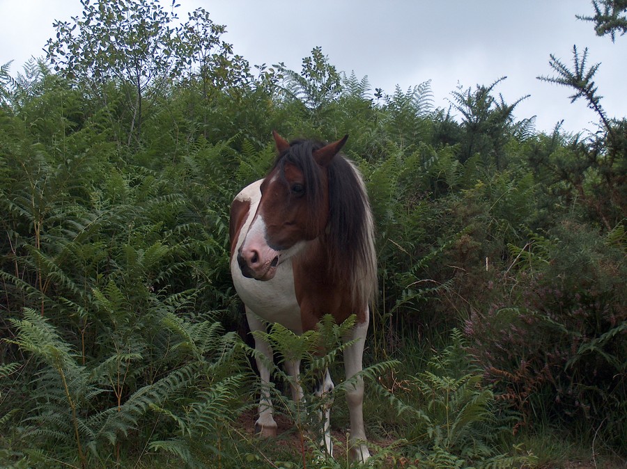 Fonds d'cran Animaux Chevaux Pottok sauvage