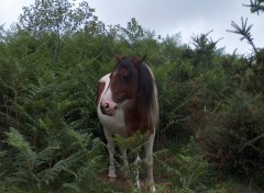 Fonds d'cran Animaux Pottok sauvage