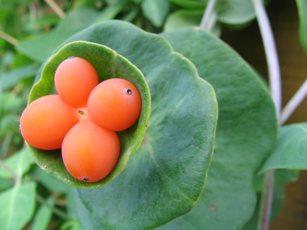 Fonds d'cran Nature Fleurs 