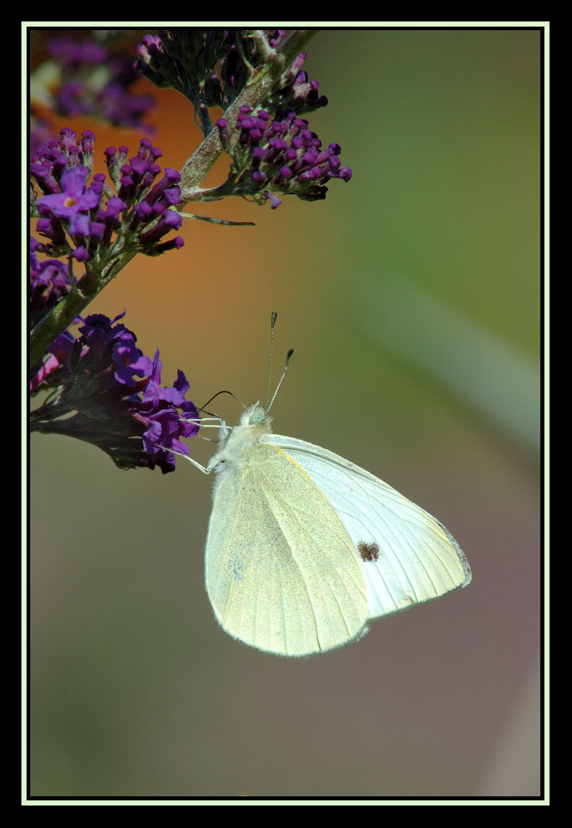 Wallpapers Animals Insects - Butterflies Piride du choux