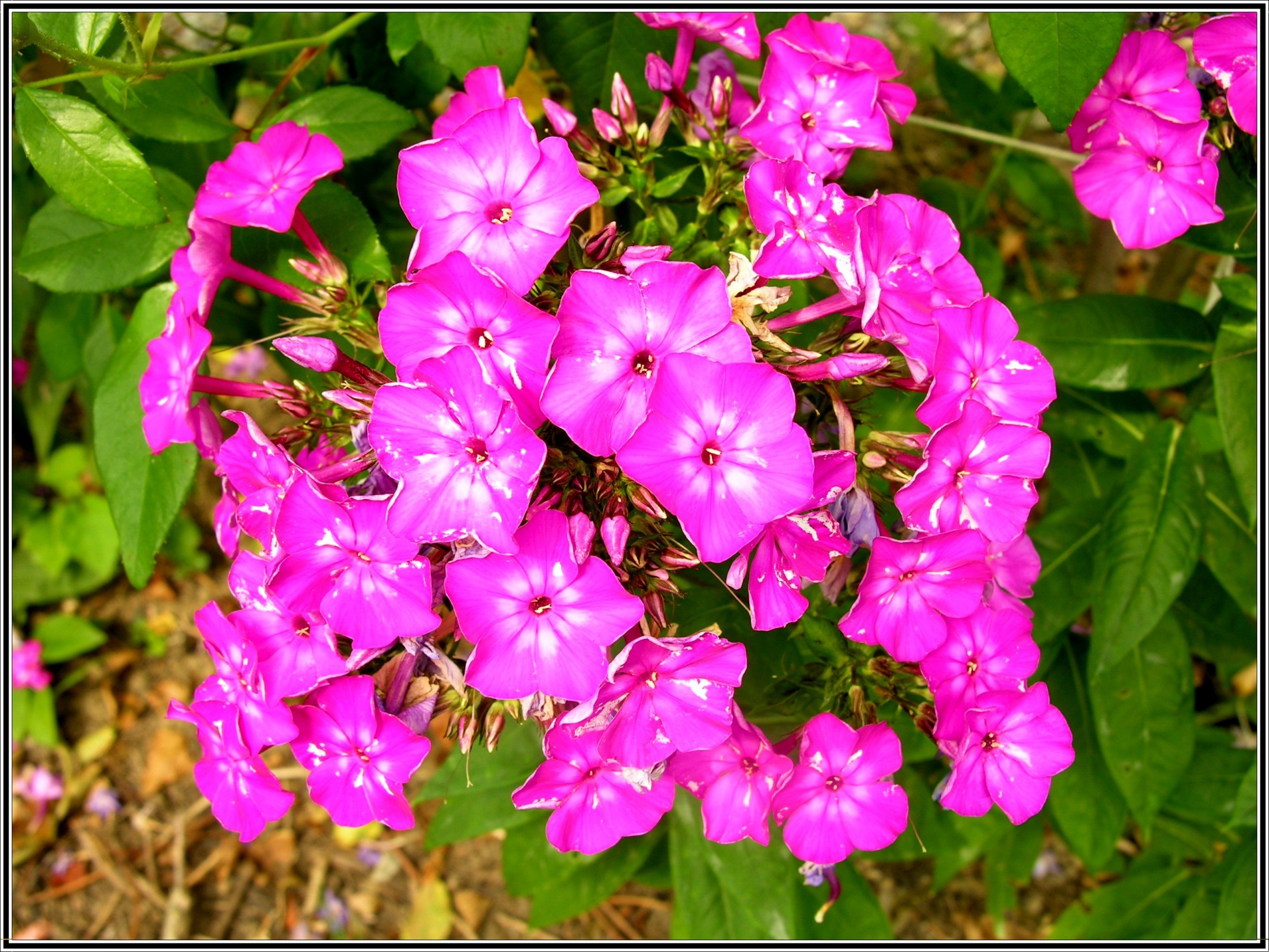 Fonds d'cran Nature Fleurs Phlox