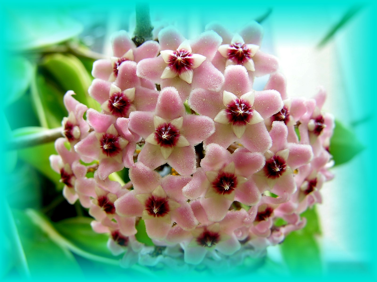 Fonds d'cran Nature Fleurs Hoya bella