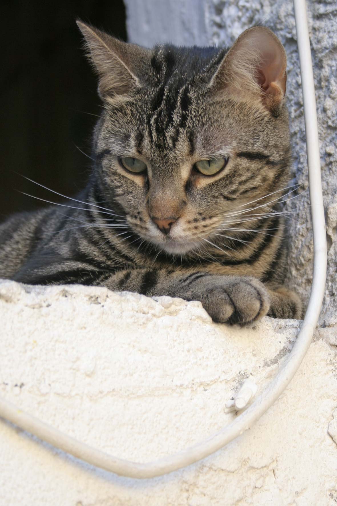 Fonds d'cran Animaux Chats - Chatons Mystik