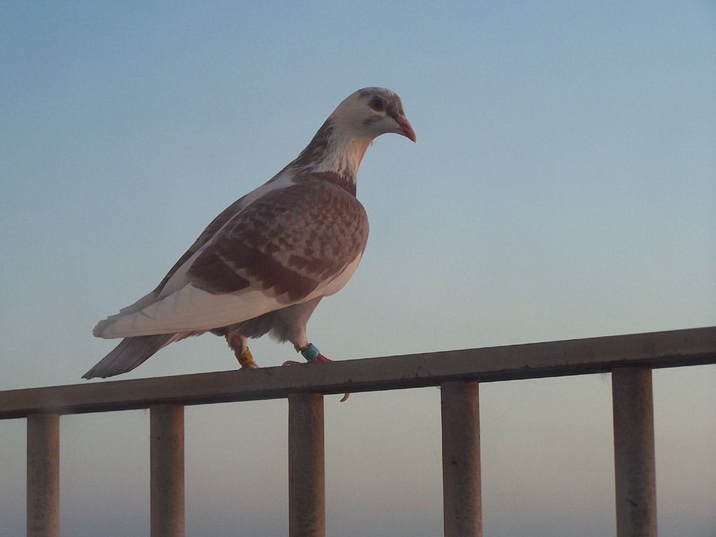 Wallpapers Animals Birds - Pigeons and Doves un pigeon