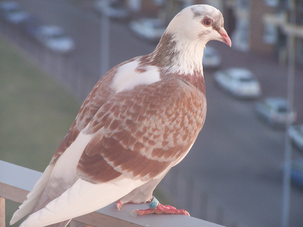 Wallpapers Animals Birds - Pigeons and Doves le pigeon