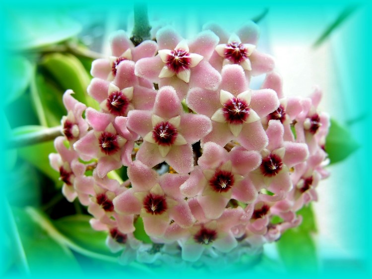 Fonds d'cran Nature Fleurs Hoya bella