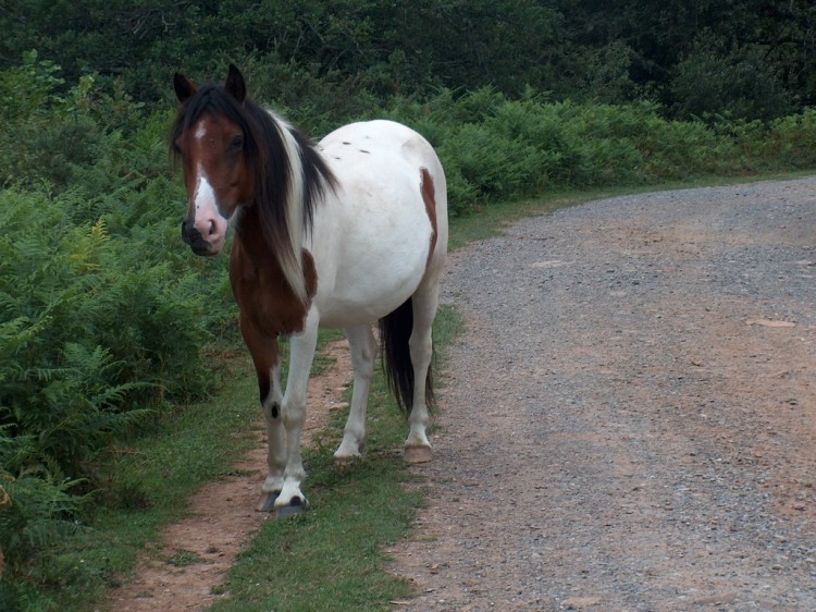 Fonds d'cran Animaux Chevaux pottok sauvage