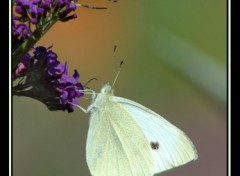 Fonds d'cran Animaux Piride du choux