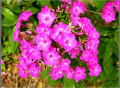 Fonds d'cran Nature Phlox