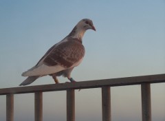 Fonds d'cran Animaux un pigeon