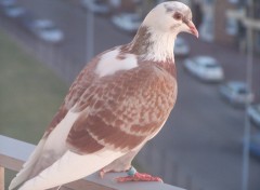 Fonds d'cran Animaux le pigeon