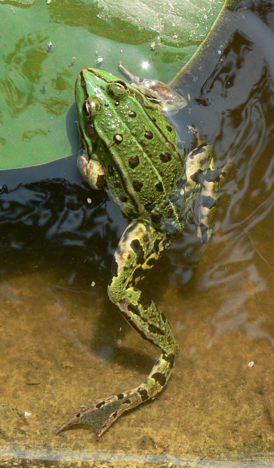 Wallpapers Animals Frogs - Toads Escalade d'un nnuphar