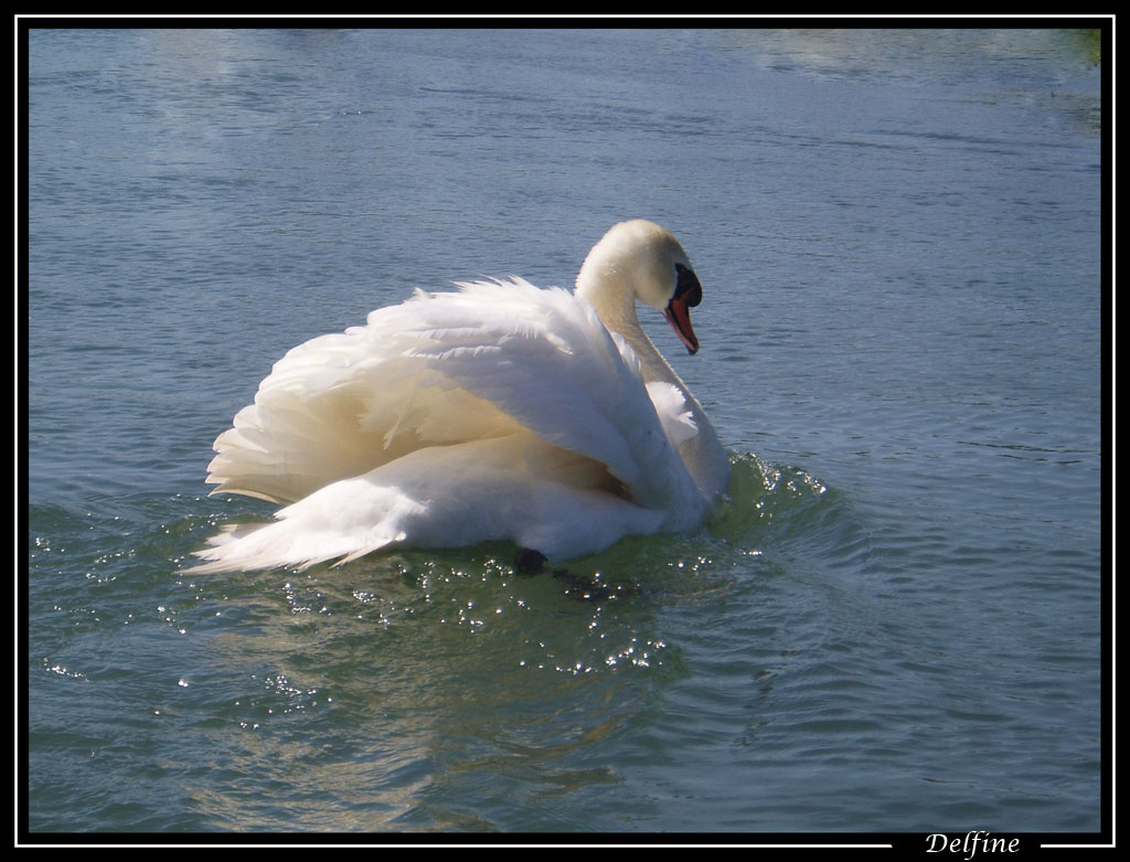 Fonds d'cran Animaux Oiseaux - Canards 