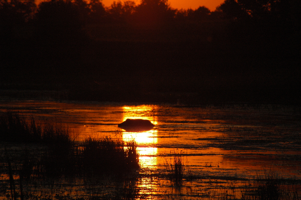 Wallpapers Animals Miscellaneous un sanglier nageant sur un reflet de soleil