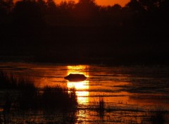 Wallpapers Animals un sanglier nageant sur un reflet de soleil