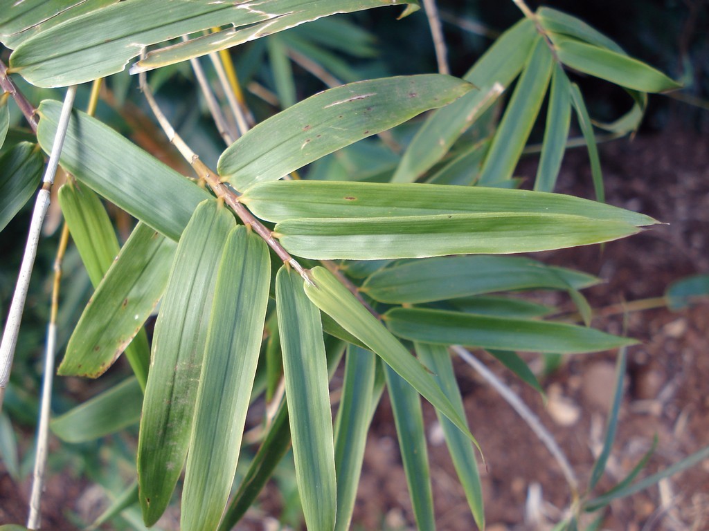 Fonds d'cran Nature Plantes - Arbustes BAMBOU