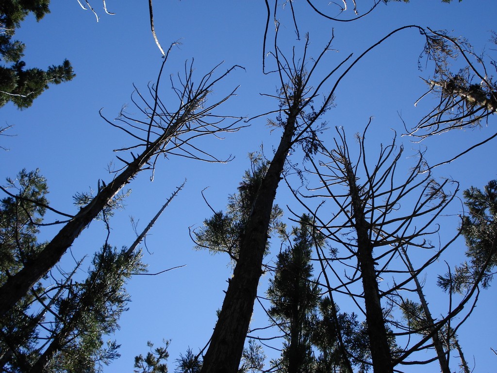 Wallpapers Nature Trees - Forests DANS LA FORET