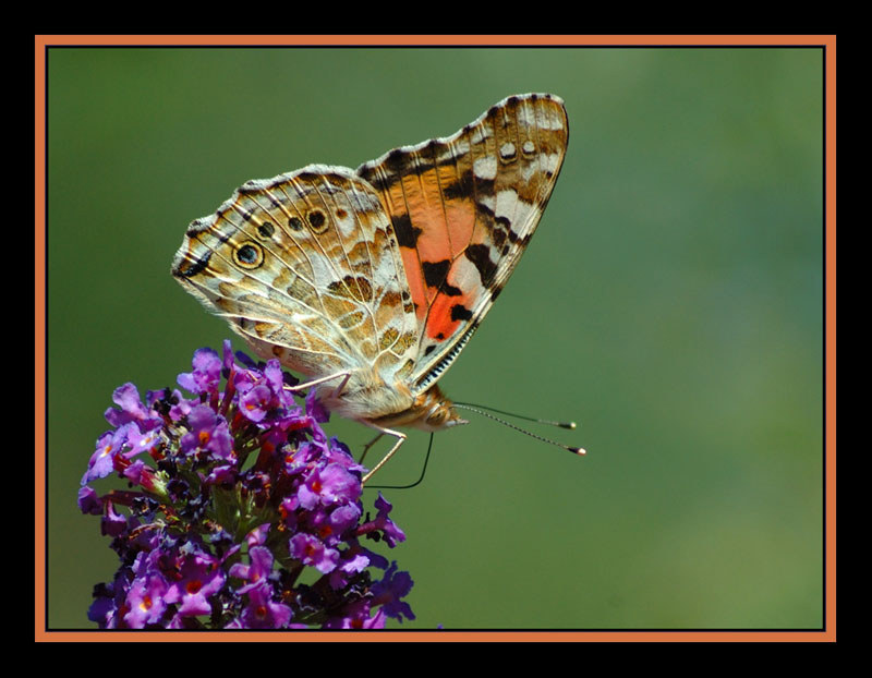 Wallpapers Animals Insects - Butterflies Belle Dame