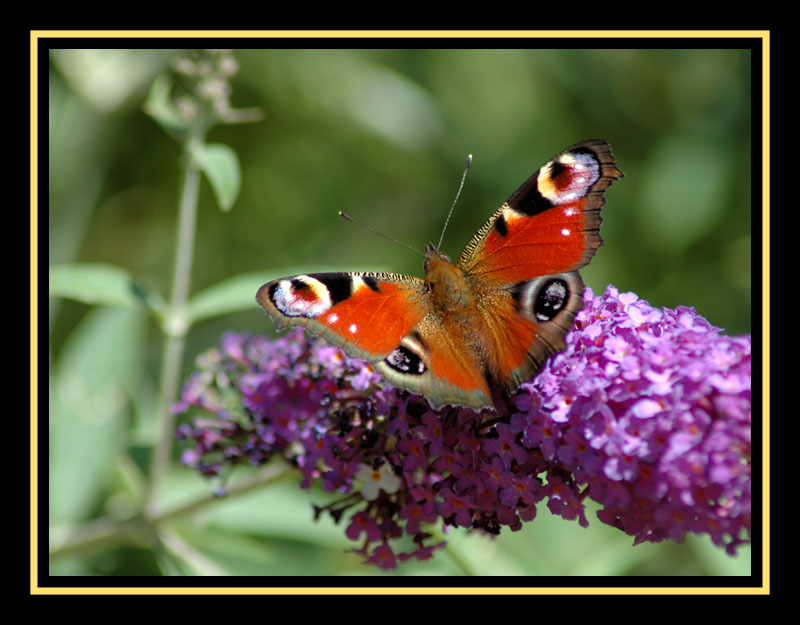 Fonds d'cran Animaux Insectes - Papillons Paon du jour