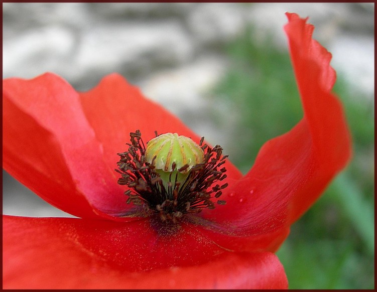 Wallpapers Nature Flowers Coquelicot